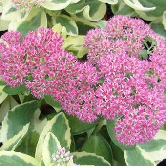 Sedum spectabile 'Elsie's Gold'