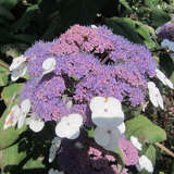 Hydrangea aspera sargentiana - Samthortensie