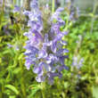 Nepeta nervosa 'Blue Carpet': Bild 1/1
