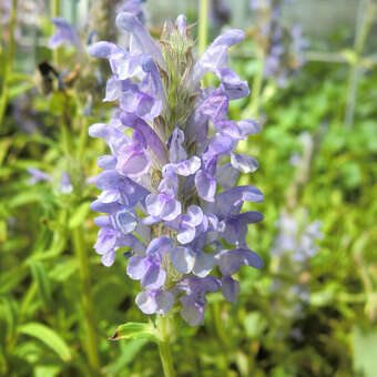 Nepeta nervosa 'Blue Carpet'