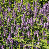 Agastache 'Black Adder' - Mexikanischer Ysop