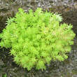 Sedum 'Lemon Ball': Bild 1/3