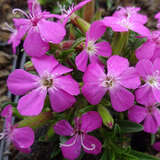 Saponaria 'Bressingham'  - Polster-Seifenkraut