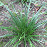 Carex morrowii 'Irish Green' - Japansegge