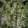 Pterostyrax hispida: Bild 1/3