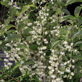 Pterostyrax hispida