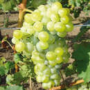Vitis vinifera 'Aron' - Weinrebe