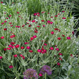 Lychnis coronaria - Lichtnelke