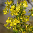 Hippocrepis emerus: Bild 1/3