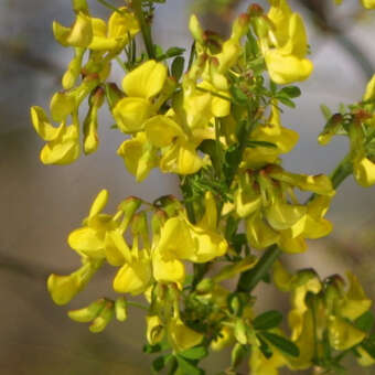 Hippocrepis emerus