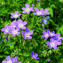 Geranium sylvaticum 'Mayflower' - Wald-Storchschnabel