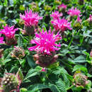 Monarda 'Melua Pink' - Indianernessel