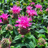 Monarda 'Melua Pink' - Indianernessel