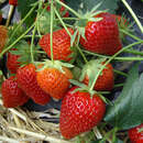 Fragaria ananassa 'Favori' - Monatserdbeere