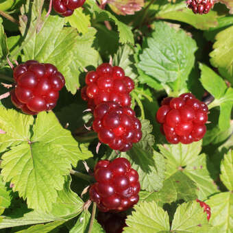 Rubus arcticus 'Linda'