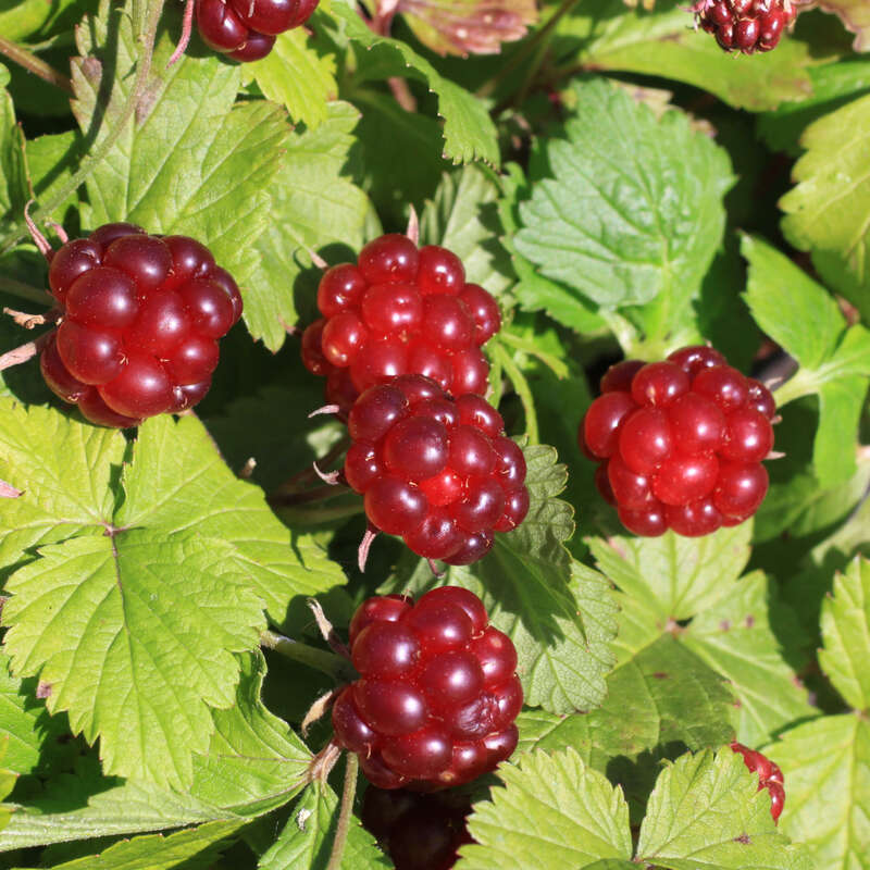 Allackerbeere Rubus arcticus 'Linda'