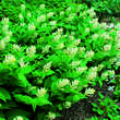 Smilacina racemosa: Bild 1/5