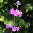 Primula beesiana: Bild 4/4