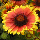 Gaillardia 'Arizona Sun' - Kokardenblume