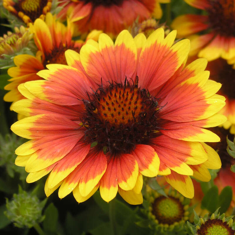 Gaillardia sun clearance