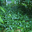 Prunus laurocerasus 'Mount Vernon': Bild 1/2