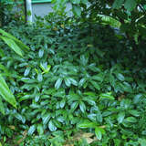 Prunus laurocerasus 'Mount Vernon' - Kirschlorbeer
