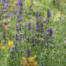 Hyssopus officinalis - Ysop