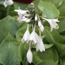 Hosta 'Elegans' (H. sieboldiana) - Funkie, Herzlilie