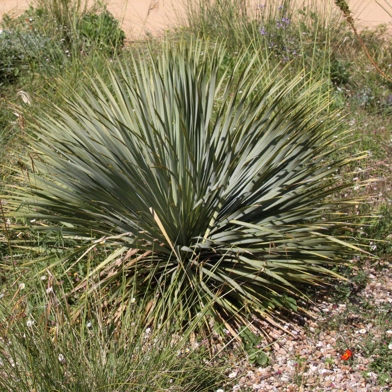 Blaugrne Palmlilie - Yucca glauca - grn/wei