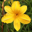 Hemerocallis 'Cartwheels': Bild 1/6