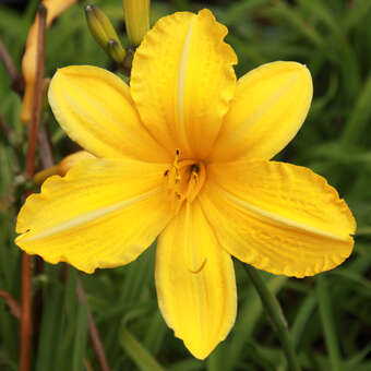 Hemerocallis 'Cartwheels'