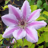 Waldrebe - Clematis 'Nelly Moser'