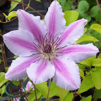 Clematis 'Nelly Moser'