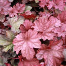 Heuchera 'Berry Smoothie' - Purpurglöckchen