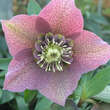 Helleborus or. 'Spring Velvet': Bild 3/4