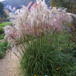 Miscanthus sinensis 'Adagio': Bild 3/4