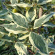 Cornus mas 'Variegata': Bild 1/4