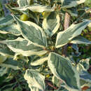 Cornus mas 'Variegata' - Weißbunter Dirndlstrauch