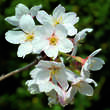 Prunus yedoensis: Bild 1/4