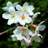 Prunus yedoensis - Tokyokirsche, Yoshino-Kirsche