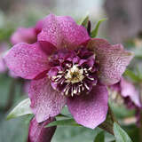 Helleborus orientalis  'Tutu' - Kaukasus-Schneerose
