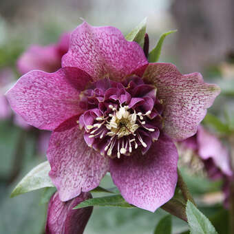 Helleborus orientalis 'Tutu'