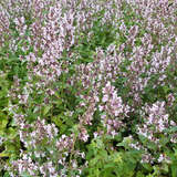 Nepeta racemosa 'Amelia' - Katzenminze