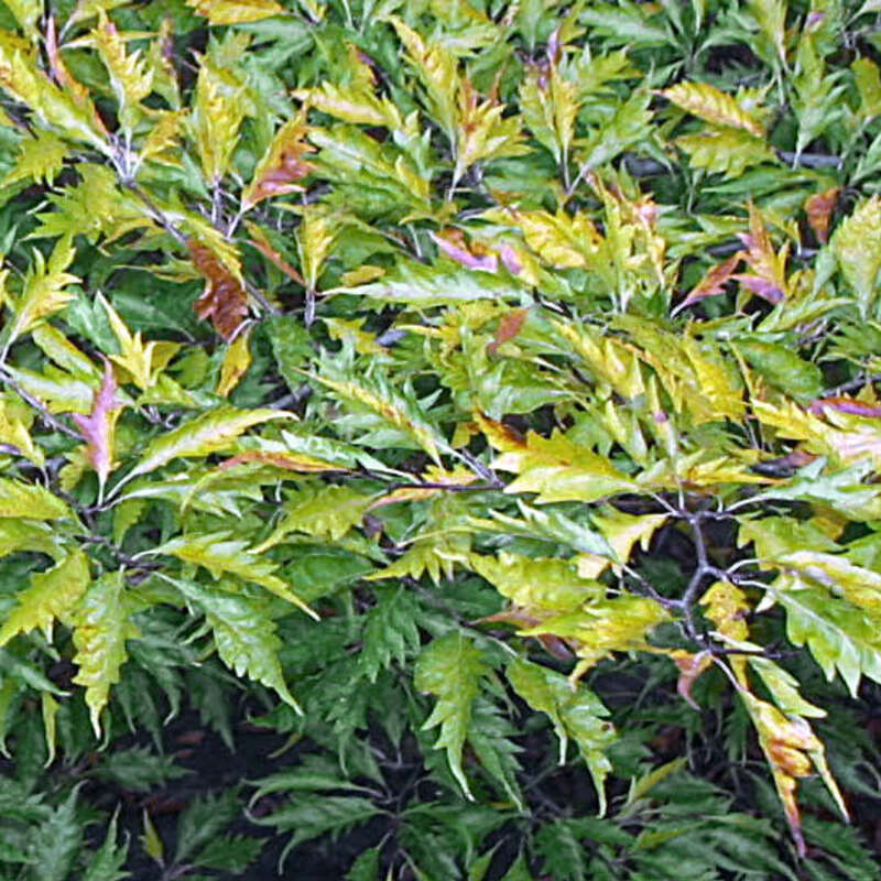 Fiederblatt-Buche - Fagus sylvatica 'Laciniata' - grn