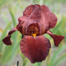 Iris media 'Fabulous Jeanette' - Halbhohe Schwertlilie, Iris