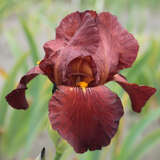 Iris media 'Fabulous Jeanette' - Halbhohe Schwertlilie, Iris