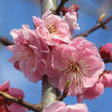 Japanische Aprikose - Prunus mume 'Alphandii'