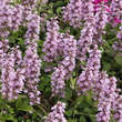 Ajuga reptans 'Rosea': Bild 4/4