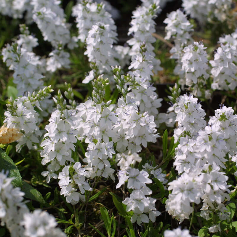 Kriech-Ehrenpreis - Veronica prostrata 'Blue Sheen' - blau