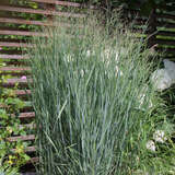 Panicum virgatum 'Heavy Metal' - Rutenhirse